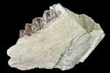Fossil Horse (Mesohippus) Jaw Section - South Dakota #140901-1